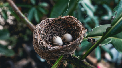 nest with eggs