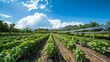 A panoramic view of a sustainable farm with rows of crops and solar panels, highlighting the importance of sustainable agriculture on Earth Day