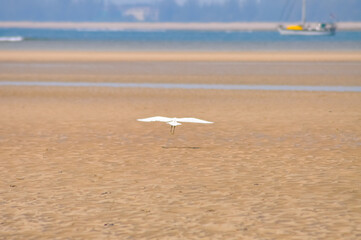 Ardea alba or Great Egret fishes in the shallows. White egret on the ocean shore in Thailand. Beautiful white bird on the sand.