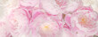 ピンク色の芍薬の花による背景テクスチャー