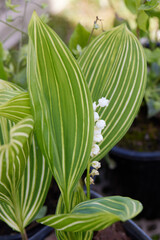 Wall Mural - lily of the valley in bloom