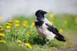 curious hooded crow walking on grass, close up portrait