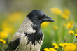 close up portrait of a hooded crow outdoors on a dandelion field