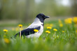 hooded crow walking on grass and dandelions in spring