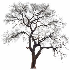 Poster - A large tree with no leaves is depicted in a white background