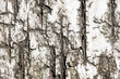 White birch bark texture. Closeup tree skin background. Natural tree bark pattern. Birch bark is used as fire starter in survival. Cracks background. Natural lines texture.