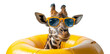 © Mr. Stocker - Giraffe with sunglasses on yellow pool float, cut out - stock png.
