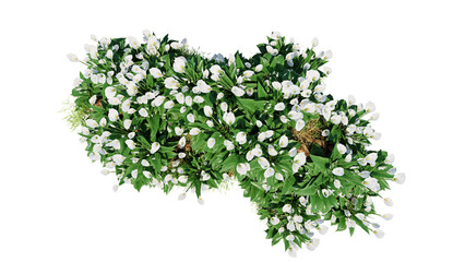 Wall Mural - top view of 3d render various types of flowers grass bushes shrub and small plants on transparent ba