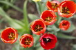Tulipany makro z góry