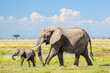 African elephants walking across grassy savannah. Mother and calf elephant in natural habitat with landscape of national park
