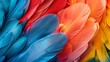 Colourful feathers background