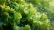 Algae macro close up greens