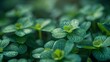 Lucky Shamrock Clover Leaves on Dark Green Background Generative AI