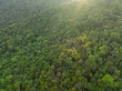 Tropical green tree mountain forest ecology system morning sunrise nature landcape