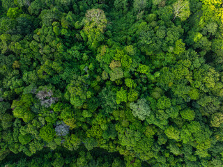 Wall Mural - Tropical green tree mountain forest ecology system morning sunrise nature landcape