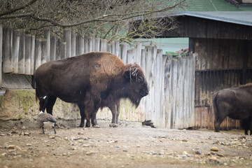 Wall Mural - American bison standing in its enclosure at the zoo