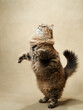 An energetic tabby cat stands tall, reaching upwards with focused intent. Pet in studio