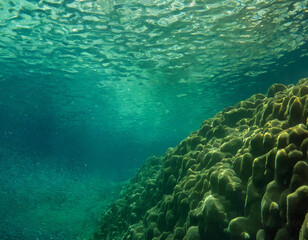 Wall Mural - sea underwater scene background