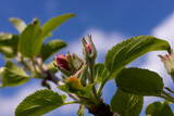 Fototapeta  - Flower buds, flowers and green young leaves on a branch of a blooming apple tree. Close-up of pink buds and blossoms of an apple tree on a blurred background in spring. Selective focus