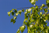 Fototapeta  - Close up view of flowering yellow catkins on a river birch tree betula nigra in spring, with blue sky background