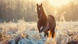 Horse standing in tall grass winter
