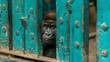   A monkey closely peers out from behind a blue metal fence, adorned with rivets lining its edges