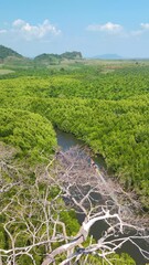 Wall Mural - Landscape green nature of Thai Boat along Ta Pe Canal with mangrove and lime stone mountain - unseen thailand from Horizon Views 360°   ฺBan Nam Rap or Khao jom Pa in Trang Thailand - Travel outdoor