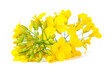 A close-up of bright yellow canola flowers, showcasing their delicate petals and green stems, isolated on a white background