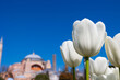 White tulips and Hagia Sophia or Ayasofya Mosque. Visit Istanbul concept photo