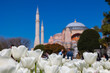 Visit Istanbul concept. White tulips and Hagia Sophia mosque.