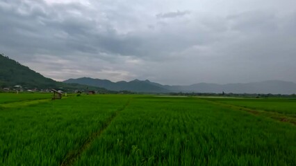 Wall Mural - Pan left across a green rice field, young green paddy plants, cloudy sky in a serene nature landscape.