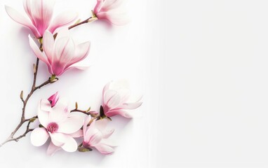 Wall Mural - Photo of Magnolia branch with pink flowers on white background, free space for text