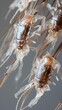 Intricate Close-up View of Human Head Lice Attached to Individual Hair Strands