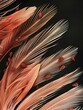 Intricate Feather Mites Inhabiting the Feathers of Birds - Detailed Microscopic View of Delicate Arachnid Parasites on Avian Plumage
