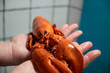 boiled lobster in male hands