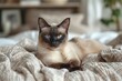 Adorable Cat Snuggles with Human Generative AI