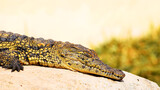 Fototapeta  - Młody krokodyl nilowy śpiący na słońcu