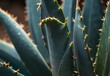 A close-up view of an agave leaf, its thick blue-green surface tapering into a sharp point, edged with tiny serrations, generative AI
