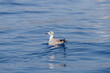 Juvenile Yellow legged sea gull floats on the sea surface