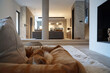 View from a pet bed up to a stylish living room with a minimalist, clean design.