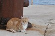 Bicolor crossbreed cat with orange tabby back and sides, white belly and paws, sitting next to rusty boat pylon on concrete surface. 