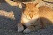 Bicolor crossbreed cat with orange tabby neck and head and white chest, belly and paws, relaxing on concrete surface, eyes closed. Summer evening sunshine, golden hour. 