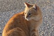 Portrait of cute adult orange coloured cat with tabby color pattern sitting on concrete surface, looking sideways. 