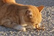Cute adult orange tabby stray cat with white paws tasting some fresh granules placed on concrete molo, sunlit by summer evening sunshine. 