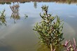 Glasswort plant, latin name Salicornia, growing out of shallow salt marsh water, sunlit by summer daylight sunshine. Other salicornia plants in background, tree lane on horizon reflecting in water. 