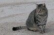 Mature slightly chubby tabby crossbreed stray cat with almond coloured eyes sitting on concrete molo.