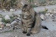 Tabby coloured fluffy stray cat with almond coloured eyes sitting on side of the road, looking forward. 