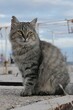Cute fluffy tabby crossbreed longhair adult cat with almond coloured eyes sitting on fishermans concrete molo, looking forward. 