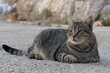 Cute adult older tabby crossbreed stray cat with almond coloured eyes lying on concrete molo, looking forward. 