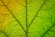 Macro photo of autumn leaves. Close-up of a colorful autumn leaf. Autumn colors.